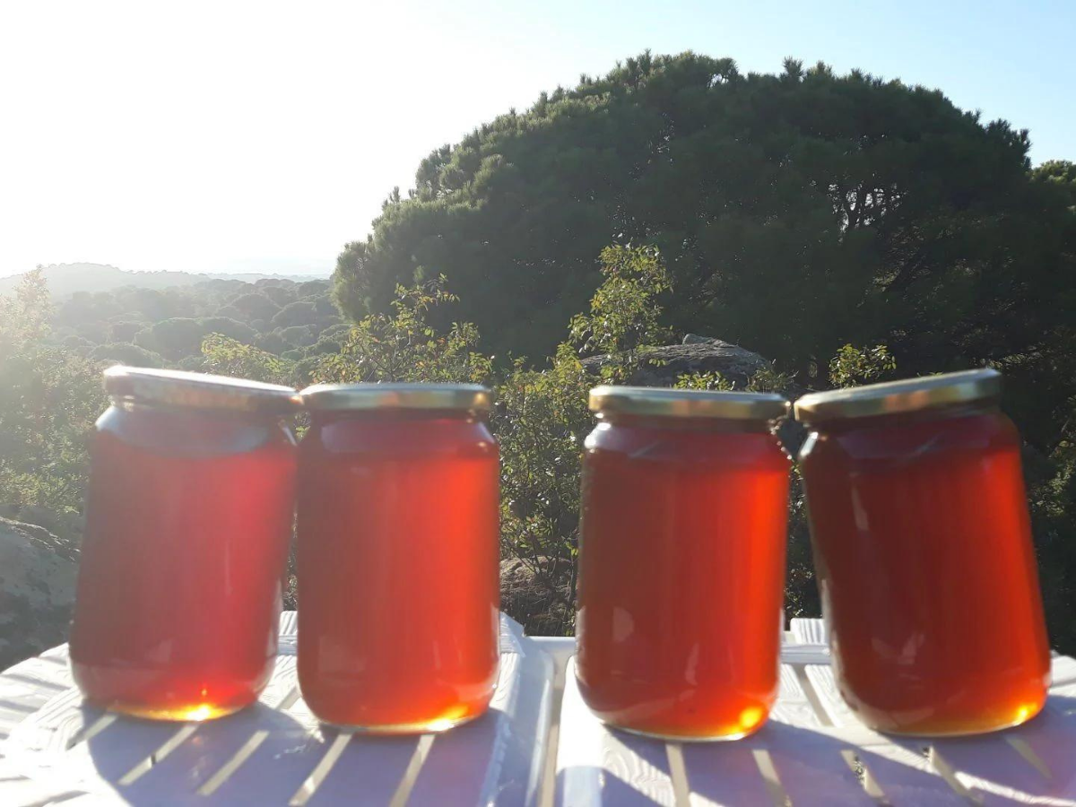 KAZDAĞI ÇAM BALI. (Süzme Ham Bal)